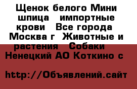 Щенок белого Мини шпица , импортные крови - Все города, Москва г. Животные и растения » Собаки   . Ненецкий АО,Коткино с.